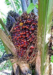 'Palm Oil Fruits' by Asienreisender